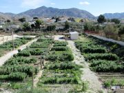 La Concejalía de Medio Ambiente de Elda abre el plazo para la solicitud de las 37 parcelas de los Huertos Ecológicos Municipales Huertos Ecológicos Municipales de Elda