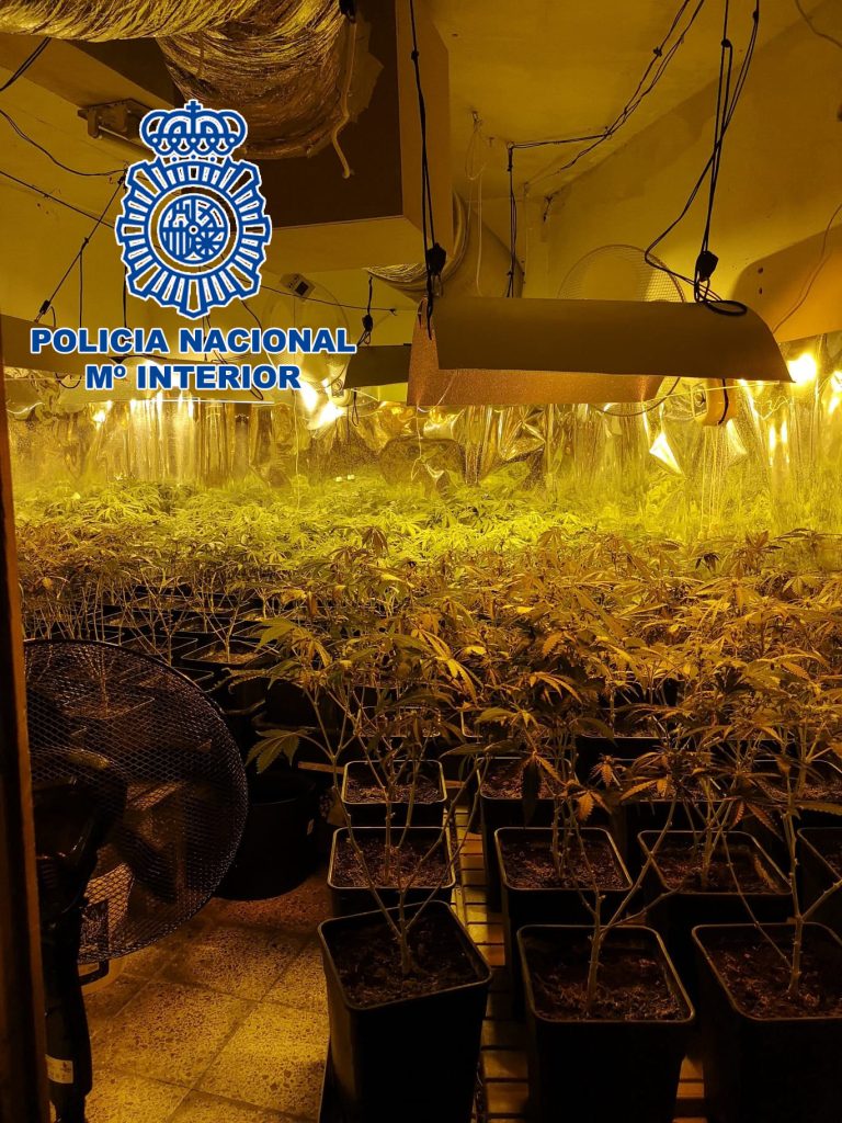 Desmanteladas cuatro plantaciones de marihuana en Elda y Petrer