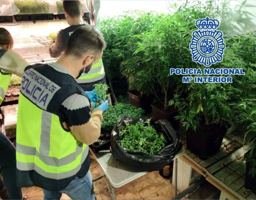 Desmanteladas por la Policía Nacional cuatro plantaciones de marihuana en las localidades de Elda y Petrer. Desmanteladas cuatro plantaciones de marihuana en Elda y Petrer