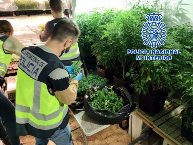 Desmanteladas cuatro plantaciones de marihuana en Elda y Petrer