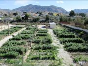 Sorteo de las 37 parcelas de los huertos ecológicos municipales de Elda, viernes 8 de abril en el Salón de Plenos Huertos ecológicos municipales de Elda