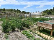 Abierto el plazo de solicitud de parcelas en los huertos populares de Ferrusa en Petrer Huertos populares Ferrusa - Petrer