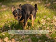 La Policía Local de Petrer pone una veintena de multas por no limpiar las heces y el orín de los perros en la calle Mascota en jardín - Archivo