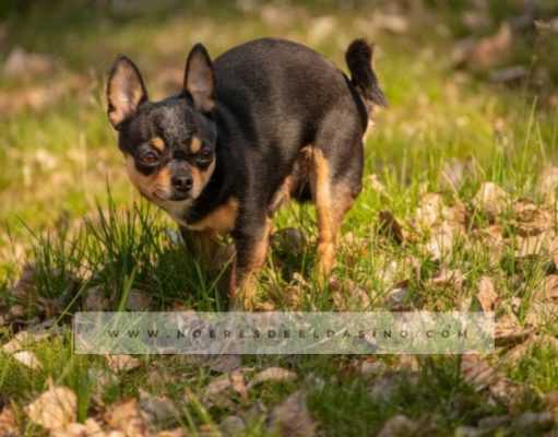 La Unidad de Barrios de la Policía de Petrer sanciona a los propietarios de dos perros por no recoger los excrementos ni limpiar el orín de sus perros en la vía pública Mascota en jardín - Archivo