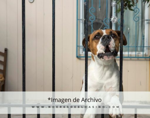 La Policía Local de Petrer libera a un perro cuya cabeza había quedado atrapada en una barandilla Mascota y reja - Archivo