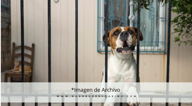 Mascota y reja - Archivo