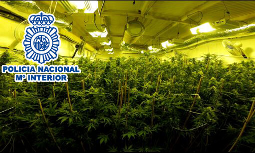 Agentes de la Policía Nacional han detenido en Elda a tres personas dedicadas al cultivo de plantas de marihuana para su posterior venta. En el operativo llevado a cabo se han incautado un total de 332 plantas de marihuana