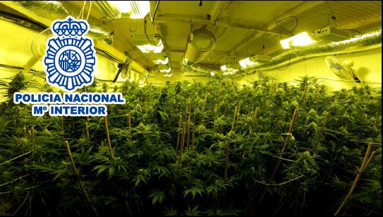 En el operativo llevado a cabo se han incautado un total de 332 plantas de marihuana