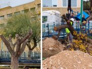 Traslado y replantado del arbolado procedente de la parcela que albergará el nuevo aparcamiento del Hospital General Universitario de Elda