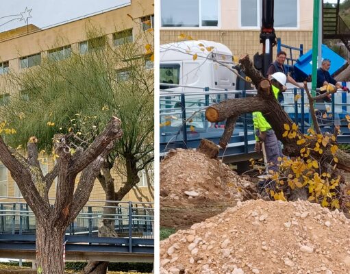 Traslado y replantado del arbolado procedente de la parcela que albergará el nuevo aparcamiento del Hospital General Universitario de Elda