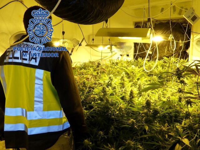 Plantación ilegal de marihuana en Elda