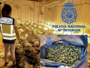 Desmantelado un cultivo de marihuana indoor con 165 plantas en una nave de la zona de La Tafalera en Elda Plantación indoor de marihuana en Elda