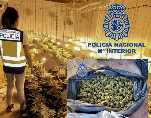 Desmantelado un cultivo de marihuana indoor con 165 plantas en una nave de la zona de La Tafalera en Elda Plantación indoor de marihuana en Elda