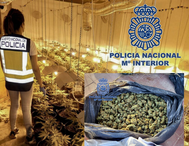 Plantación indoor de marihuana en Elda