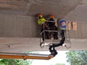 Nuevas cajas nido para aves locales y murciélagos instaladas por la Concejalía de Medio Ambiente de Elda