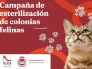 Elda se une a la lucha contra la sobrepoblación felina con una campaña de esterilización impulsada por el Ayuntamiento