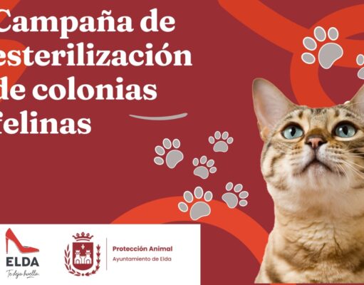 Elda se une a la lucha contra la sobrepoblación felina con una campaña de esterilización impulsada por el Ayuntamiento