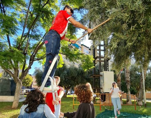 Alumnos del CIPFP Valle de Elda recolectan olivos situados en jardines de la ciudad para la elaboración de aceite