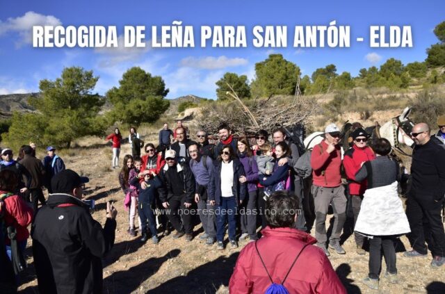 Recogida de leña para la hoguera de San Antón en Elda