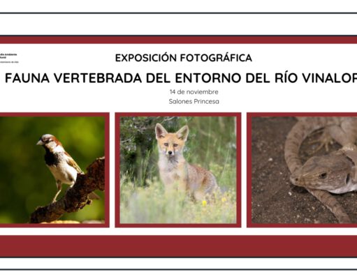 Una exposición fotográfica reúne una selección de la fauna que tienen su hábitat en el Vinalopó a su paso por el término municipal de Elda