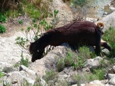 Aparece un caballo muerto en la rambla de Puça en Petrer Aparece un caballo muerto en la rambla de Puça en Petrer