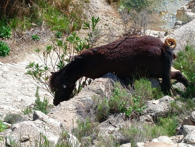 Aparece un caballo muerto en la rambla de Puça en Petrer