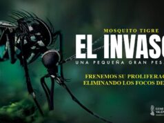 La prevención del mosquito tigre pasa por no dejar agua en recipientes, según Sanidad. Mosquito tigre