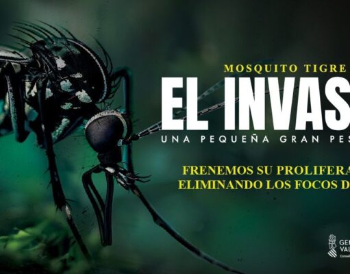 La prevención del mosquito tigre pasa por no dejar agua en recipientes, según Sanidad. Mosquito tigre