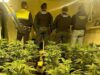 Desmantelan en Elda una plantación de cannabis con 800 plantas en un inmueble camuflado como empresa de jardinería