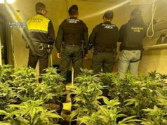 Desmantelan en Elda una plantación de cannabis con 800 plantas en un inmueble camuflado como empresa de jardinería