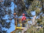 Elda repondrá el arbolado que fue dañado por los temporales en el Jardín de la Música con pinos piñoneros, olivos y carrascas.