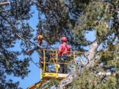 Elda repondrá el arbolado que fue dañado por los temporales en el Jardín de la Música con pinos piñoneros, olivos y carrascas.