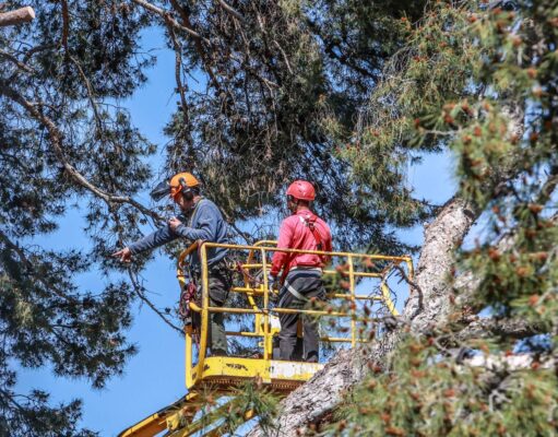 Elda repondrá el arbolado que fue dañado por los temporales en el Jardín de la Música con pinos piñoneros, olivos y carrascas.